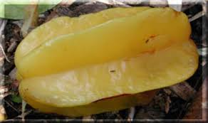 Image result for Averrhoa carambola