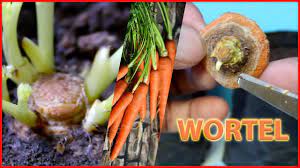 Tips Cara Menanam Wortel Dalam Pot Atau Polybag Dari Pasar Youtube Menanam Menanam Sayuran Wortel