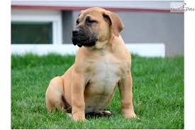 Our pups come with wbl&r eligibility. Charlotte South African Boerboel Puppy For Sale Near Lancaster Pennsylvania 2c406c74 A5e1
