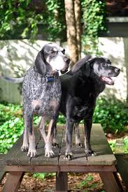 Please help me.… read more. Lawn Pesticides And Pets