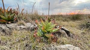 Image result for Sporobolus stapfianus