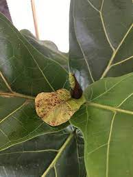 Red Spots On Fiddle Leaf Fig Fiddle Leaf Fig Fiddle Leaf Fig Tree Fiddle Fig Tree