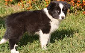 For his mercy endureth forever. Border Collie Puppies Breed Information Puppies For Sale