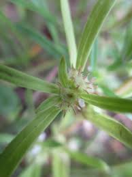 Image result for Oldenlandia capensis