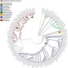 Image result for Spragueanella