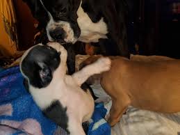 See more ideas about boxer breeders, boxer, breeders. Diamonds Choice Boxer Puppies Nc Home Facebook