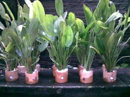 Cara perawatannya mudah dan dapat memperindah aquarium anda. Keren Harga Tanaman Hias Aquarium Air Tawar Bunga Hias