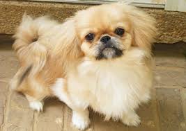 Resultat De Recherche D Images Pour Pekinois Pekinois Chien