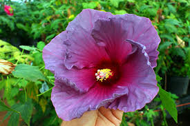 The new hibiscus hybrids range in color from white through different shades of pink, lavender. Agrilife Researcher Develops A Painter S Palette Of Winter Hardy Hibiscus Colors Agrilife Today