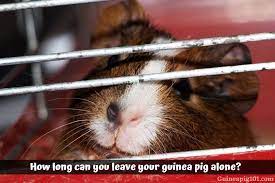 How Long Can You Leave Your Guinea Pig Alone A Day Weekend Or More Guinea Pig 101