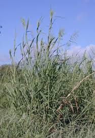 Image result for Panicum hochstetteri