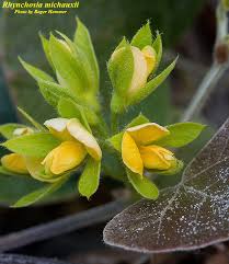 Image result for Rhynchosia