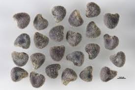 Image result for Hibiscus tridactylites