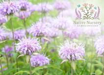 Native Plant Sale