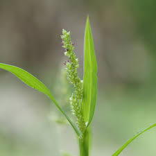 Image result for Echinochloa