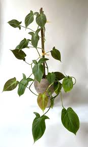 Philodendron Camposportoanum Rooted Cuttings Collage With Nature In 2020 Philodendron Plant Leaves Small Leaf