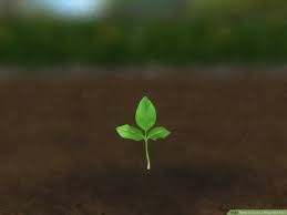 Maybe you would like to learn more about one of these? How To Grow A Magnolia Tree 14 Steps With Pictures Wikihow