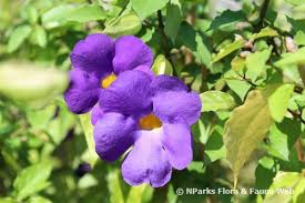Image result for Thunbergia erecta