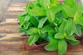 Daun pudina atau mint merupakan salah satu daun yang dikonsumsi di dalam pelbagai makanan. Banyak Digunakan Dalam Beragam Produk Ini 5 Manfaat Daun Mint Kegunaan Efek Samping Interaksi Hello Sehat