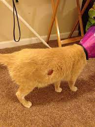 Cat Licking Wound Can T Heal Thecatsite