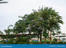 Image result for Acacia seyal