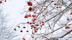 Choose from over a million free vectors, clipart graphics, vector art images, design templates, and illustrations created by artists worldwide! Will The Snow On My Trees Harm Them Tree Care Tips