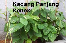 8 cara menanam kacang panjang agar hasilnya optimal #caramenanamkacangpanjang#ciptaalami. Anim Agro Technology Kacang Panjang Renek