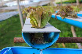 Nft system or nutrient film technique is a great system for growing high quality fruits and vegetables. Nft System Lerne Die Nahrstoff Film Technik Pflanzenfabrik
