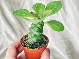 Image result for Monadenium