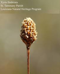 Image result for Xyris schliebenii