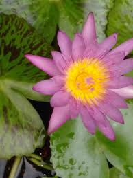 Image result for Astripomoea grantii