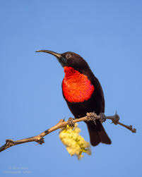 Image result for Acacia welwitschii