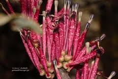 Image result for Plicosepalus amplexicaulis