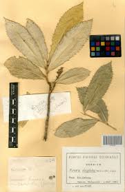 Image result for Rinorea ilicifolia