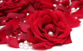 Here you can find the best red rose wallpapers uploaded by our community. Free Download Red Rose Hd Wallpaper Images Amp Pictures Becuo 1920x1200 For Your Desktop Mobile Tablet Explore 76 Red Rose Wallpapers Rose Wallpaper Dark Red Roses Wallpaper Red Rose