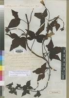 Image result for Merremia pterygocaulos