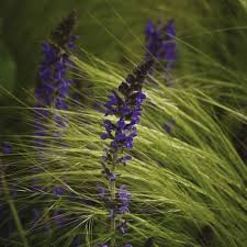 Great news!!!you're in the right place for deer grass. Best Deer Resistant Plants Plants That Deer Don T Eat