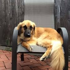 Some people breed these mixes due to their beautiful and majestic. Golden Retriever Mixes 45 Great Cross Breeds To Love Wowpooch