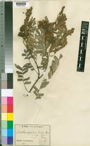 Image result for Scorodophloeus