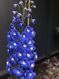 Blue Delphinium Choosing And Growing True Blue Flower Spires In The Garden Blue Delphinium Delphinium Delphinium Flowers