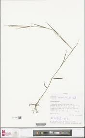 Image result for Panicum nervatum