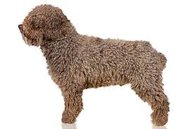 Not surprisingly, most spanish water dogs enjoy boating, swimming or playing in water. Spanish Water Dog Dog Breed Information