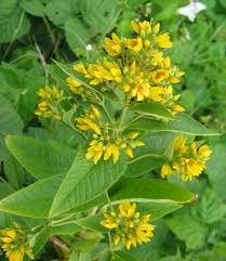 Image result for Lysimachia ruhmeriana