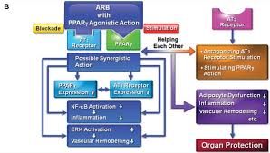 Check spelling or type a new query. The Renin Angiotensin System The Good The Bad And The Ugly Anesthesiology News