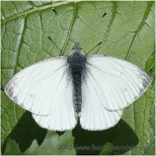 Image result for Pieris napi