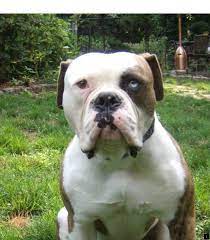Pin By Stormy Leigh Jones On Skyloi American Bulldog American Bulldog Rescue American Bulldog Puppies