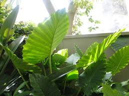 We did not find results for: Alocasia Macrorrhizos Giant Taro Elephant Ear Botany Austinbotany A Fascinating Green World