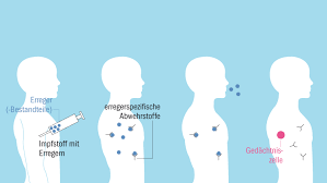 Diese sehr häufig verwendeten bezeichnungen sind etwas irreführend, da es sich um eine infektionskrankheit handelt, die nicht durch kälte, sondern durch unterschiedliche. Grippe Influenza Focus Arztsuche