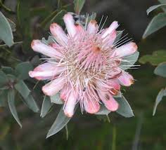Image result for Protea madiensis