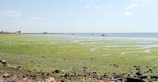 En del toxiner kan vara väldigt irriterande för hud och slemhinnor. Algblomning Hur Farligt Ar Det For Hunden Glanna